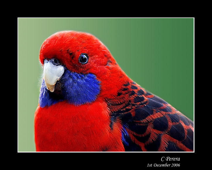 Rosella