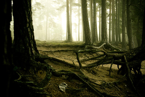 Angry forest by Rekfoto on DeviantArt