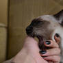 My Siamese Cat (5)