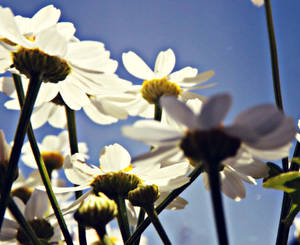 Under the Daisies