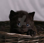 Little black kitten by Tykkebolla