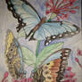 Blue Morpho Butterfly Watercolor Painting Art