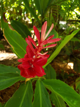 Florida Flowers Red Cute Nature Photos Garden