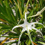 White Flowers Stars Shaped Tropical Cute Nature