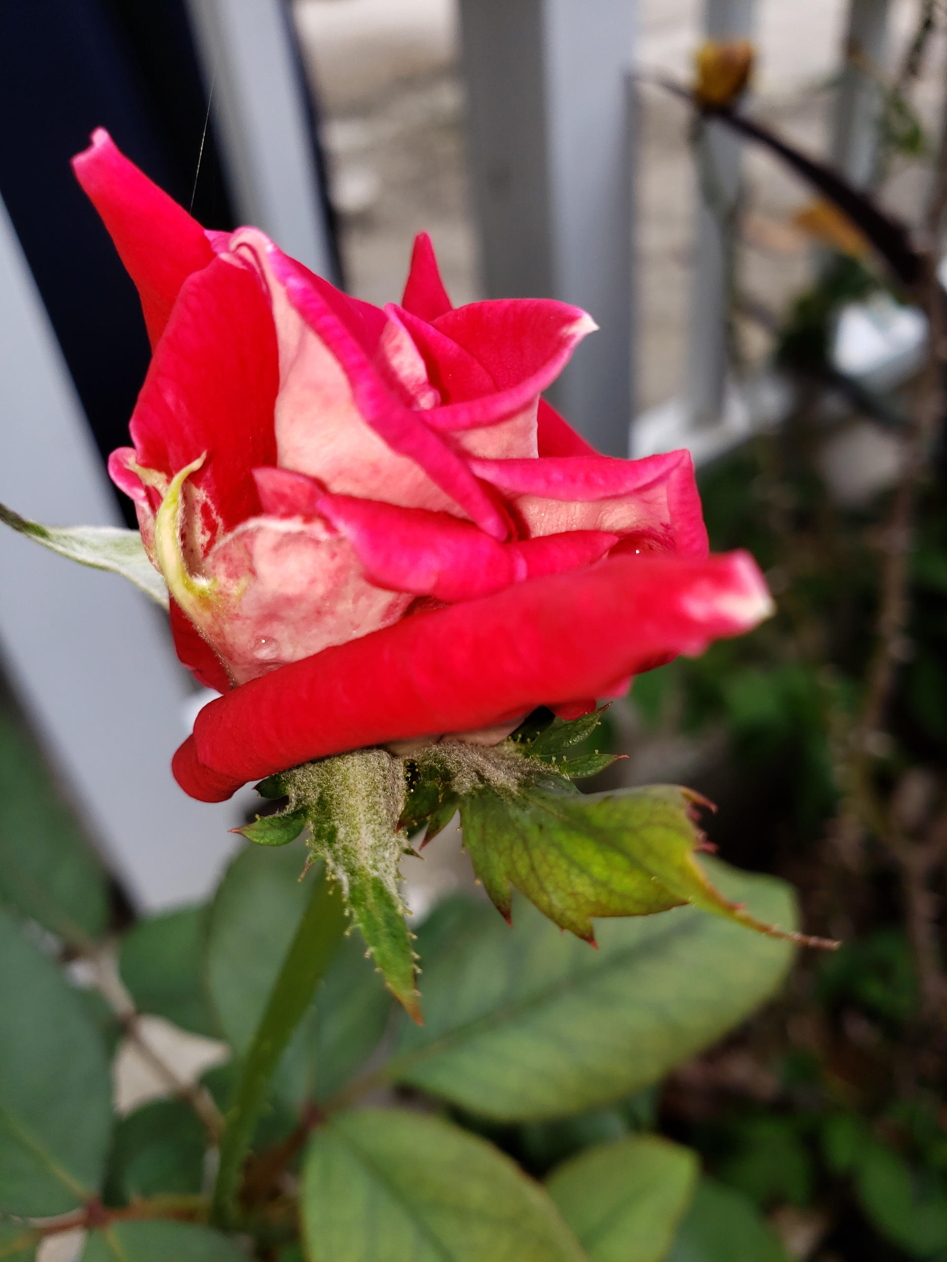 Red Roses Not Open REd Rose Opening Photos by artsysister on DeviantArt