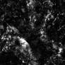 Meduse42-c29-b-11s
