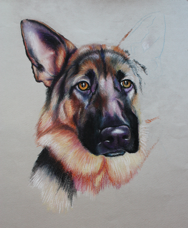 German Shepherd pup WIP01