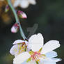 almond blossom 3