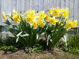 Daffodils [1600x1200]