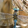 Azores dragonfly