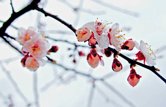 Cherries that Blossom