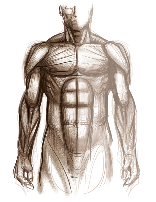 Anatomy Torsoe Study