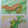 Salamander and Frog