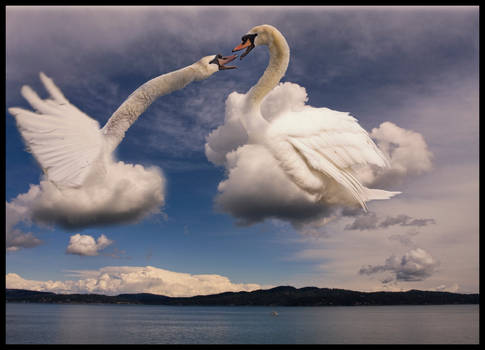 Cloud Swans