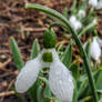 rain and snow drops