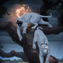 White lionnesses (com) + Timelapse