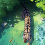 Tiger in water (com) (+timelapse)
