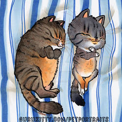 Pudge Tabby's