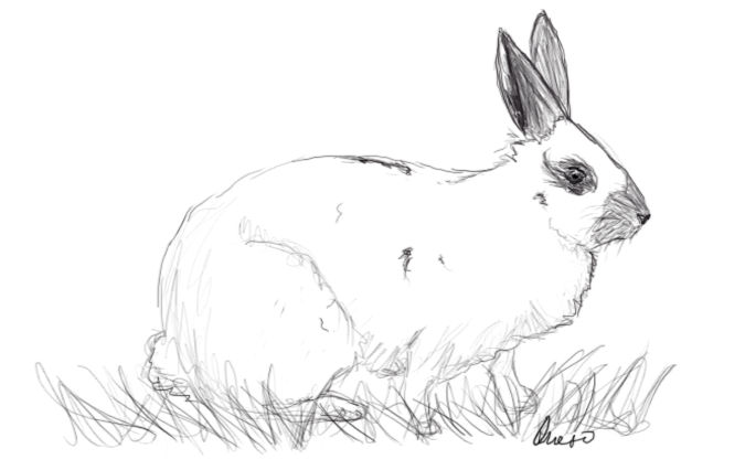 Rabbit sketch by Ques0 on DeviantArt