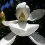 Southern Magnolia