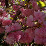 Pink Cherry Blossoms