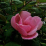 The Pink Rose