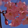 Pink Blossoms Of Spring