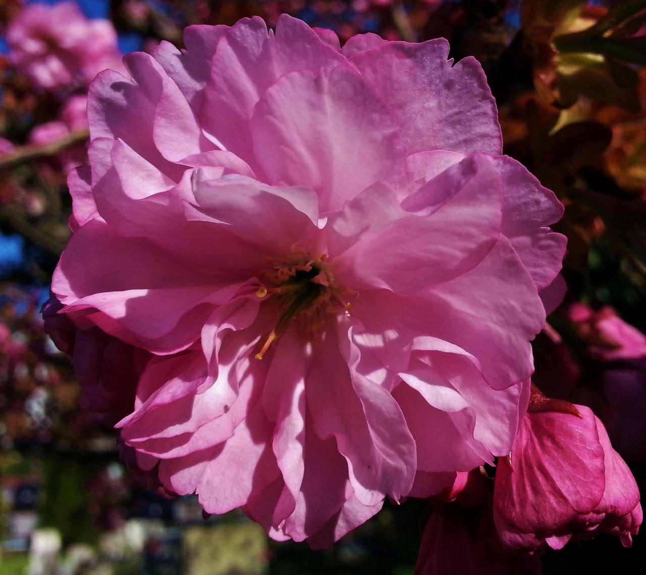 Single Pink Cherry Blossom