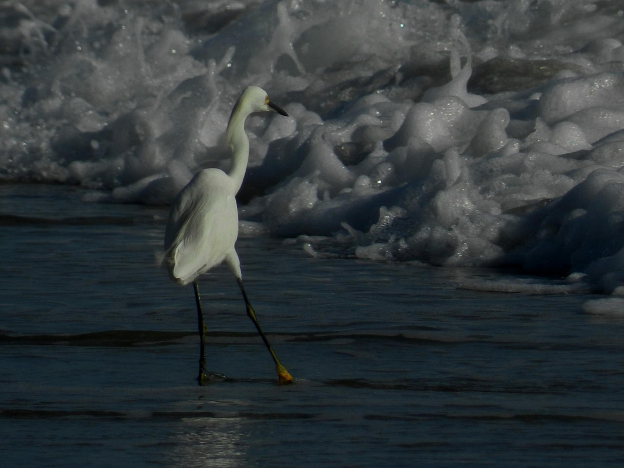 Bird By The Ocean