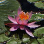 Pink Water Lily