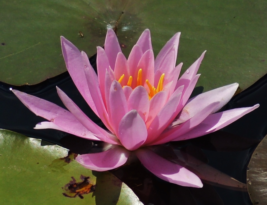 Fragrant Water Lily