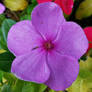 Dew Periwinkle