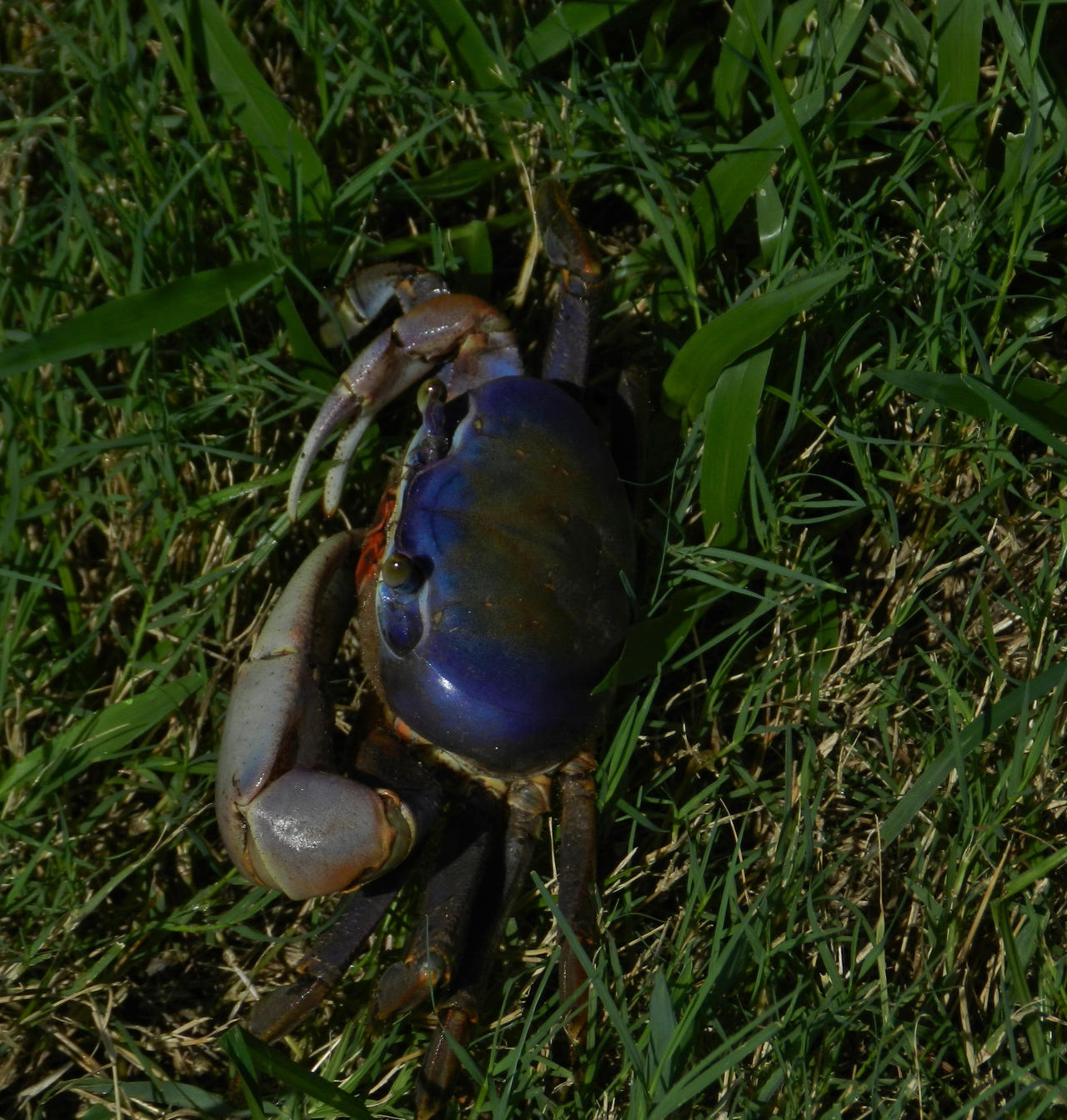 Florida  Land Crab