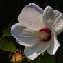 Rose Mallow