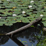 Pond Of Lilies