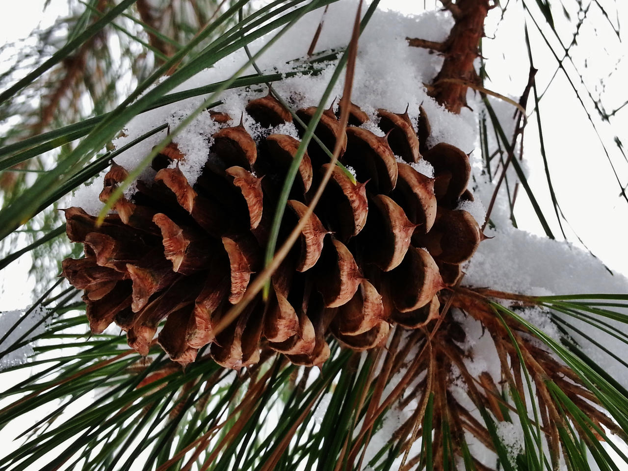 Winter Pine Cone