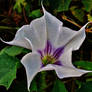 The Jimsonweed Flower