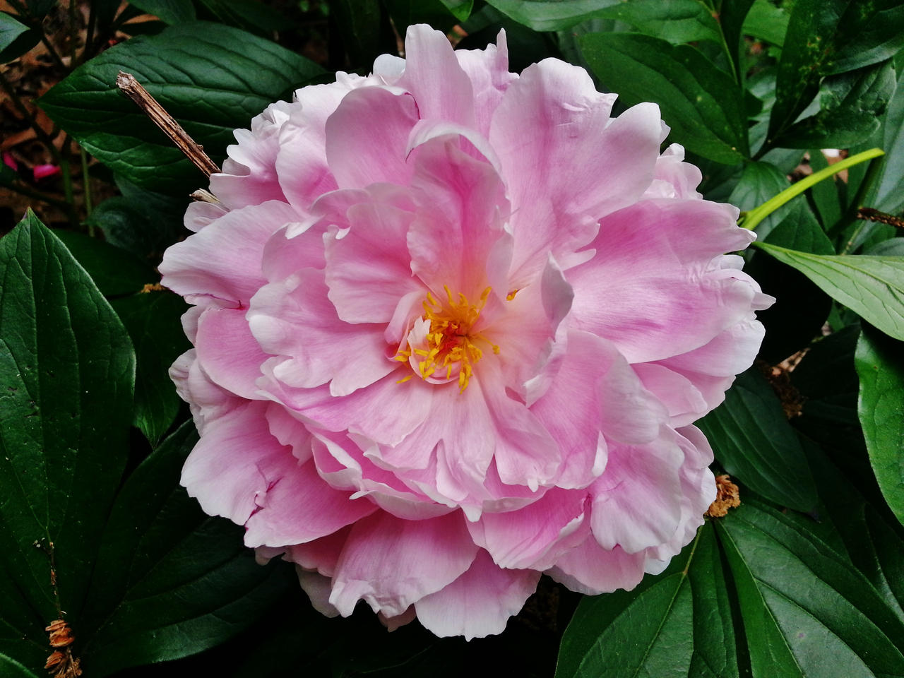 Pink Peony 2015