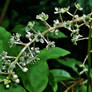 American Pokeweed Flowers