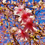 Autumn Cherry Blossom Scene