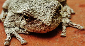 Gray Tree Frog 2016