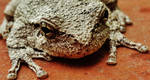 Gray Tree Frog 2016 by Matthew-Beziat