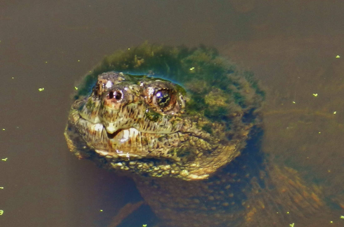 Snapping Turtle Face by Matthew-Beziat on DeviantArt