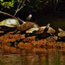 Turtles On The Log At Lake Waterford