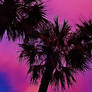 Palmetto Evening Silhouettes