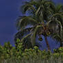 Coconut Storm Scene