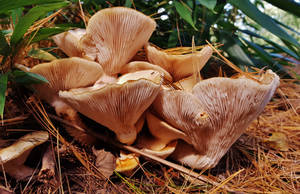 Kinder Farm Mushroom Cluster