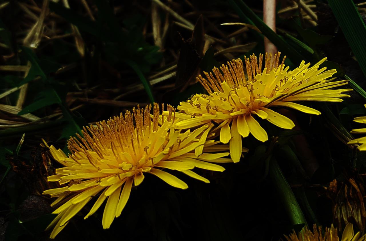 Dandelion Pair 2017