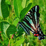 Zebra Swallowtail