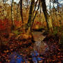 Autumn Swamp Scene At Patuxent Ponds 2017